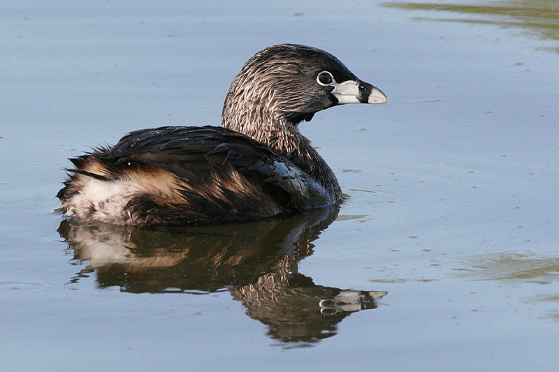 pied billed grebe 25