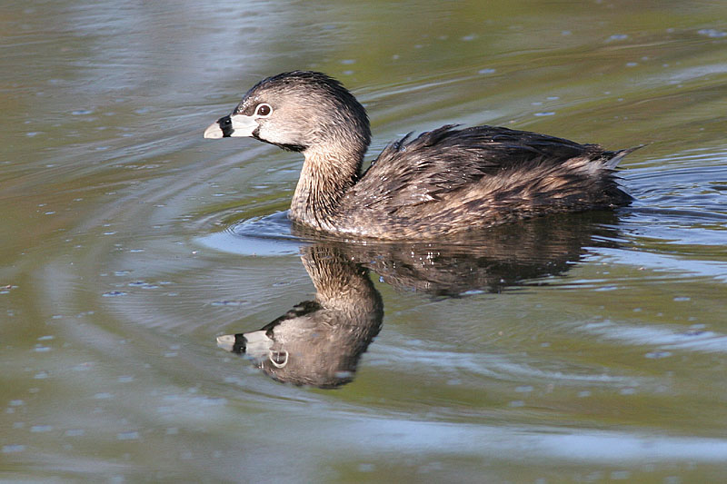 pied billed grebe 26