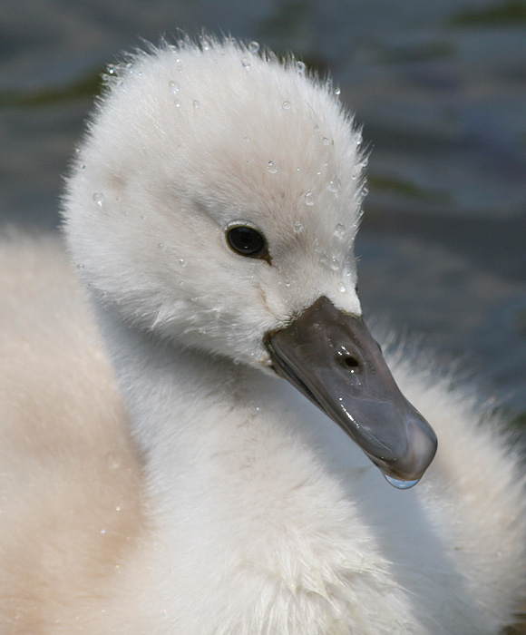 mute swan - cygnet 10