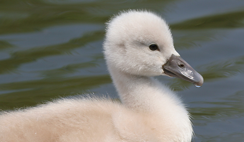 mute swan - cygnet 11