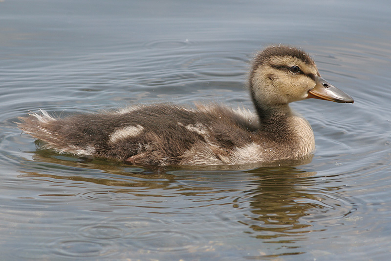 duckling 3