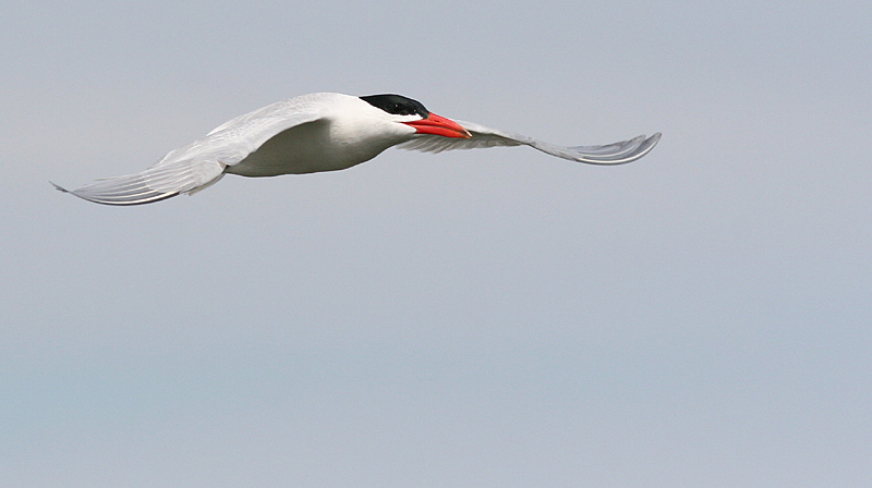 tern20.JPG