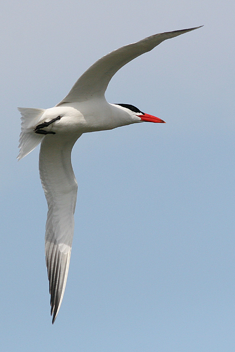 tern21.JPG
