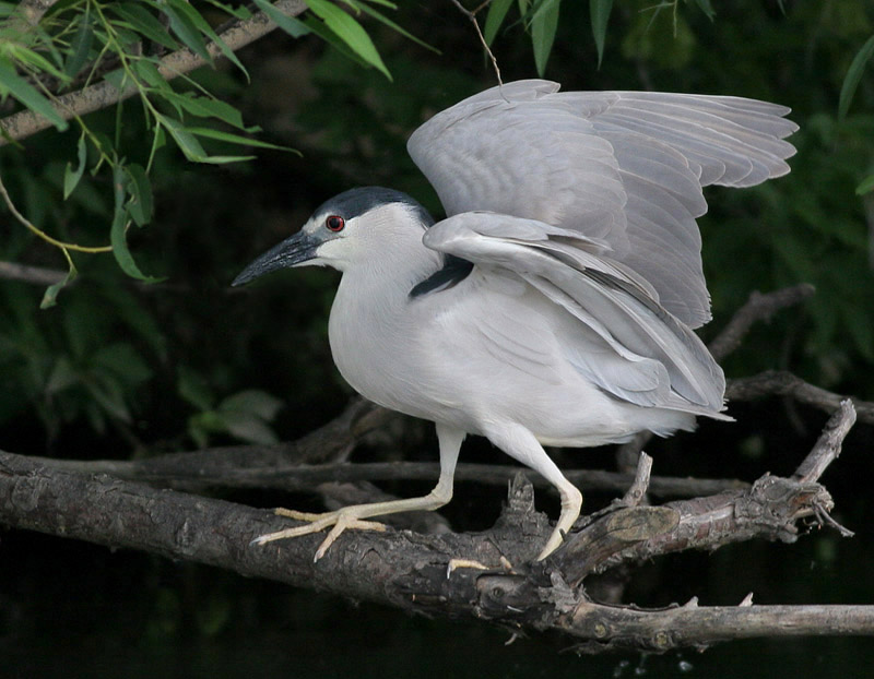 black-crowned night heron 11