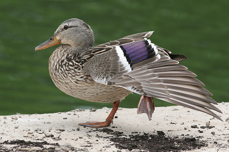 mallard 50