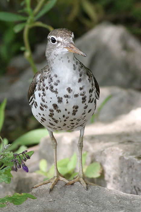 spotted sandpiper 7