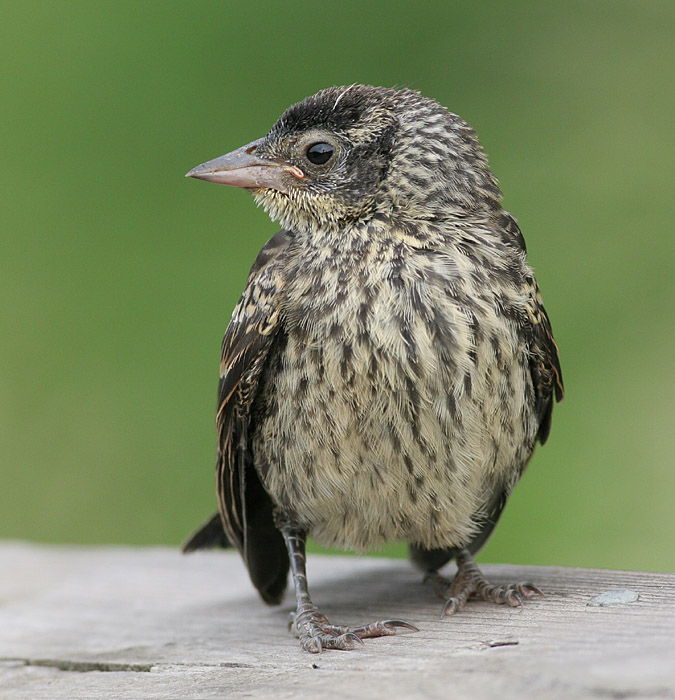 Red-winged Blackbird - fledgling