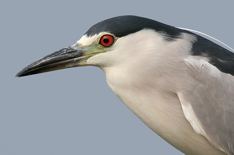 black-crowned night heron 39