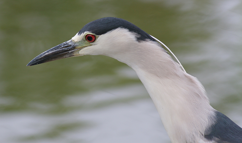 black-crowned night heron 40