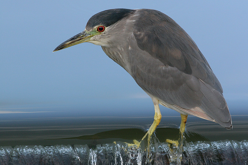 immature black-crowned night heron 138