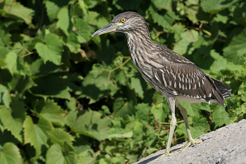 juvenile black-crowned night heron 145