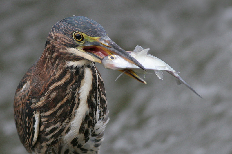 green heron 16