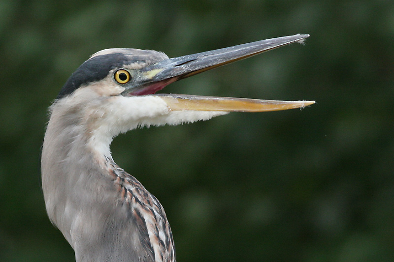 great blue heron 96