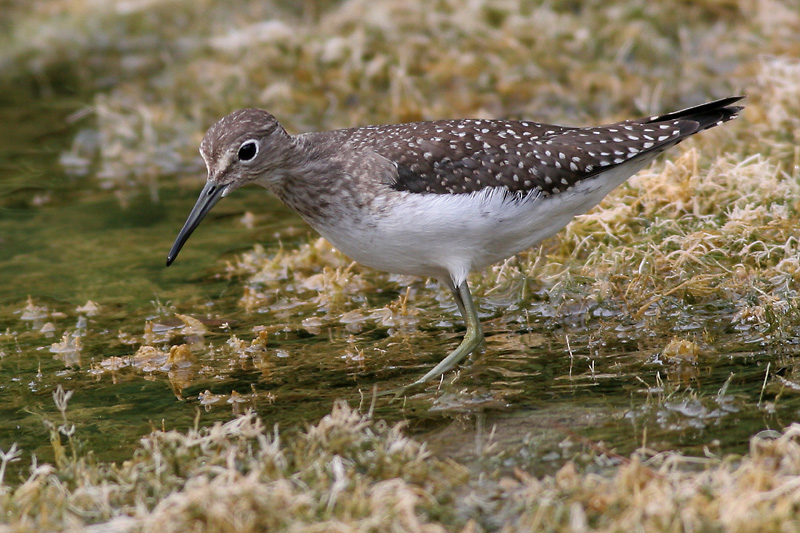 solitary sandpiper 6