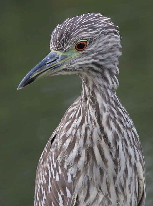 juvenile black-crowned night heron 175