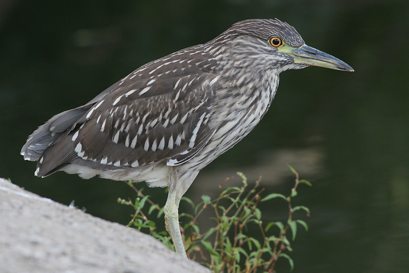 juvenile black-crowned night heron 178