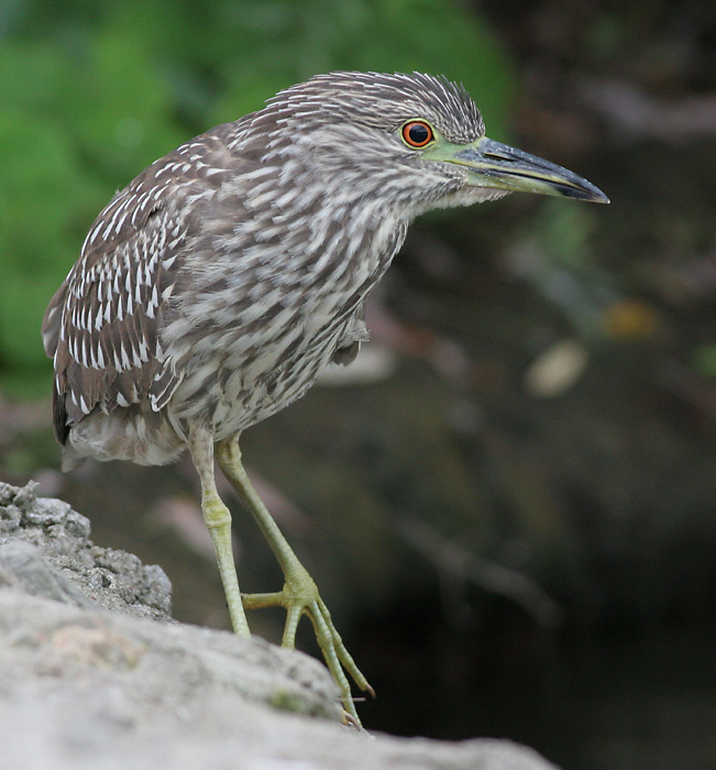 juvenile black-crowned night heron 180