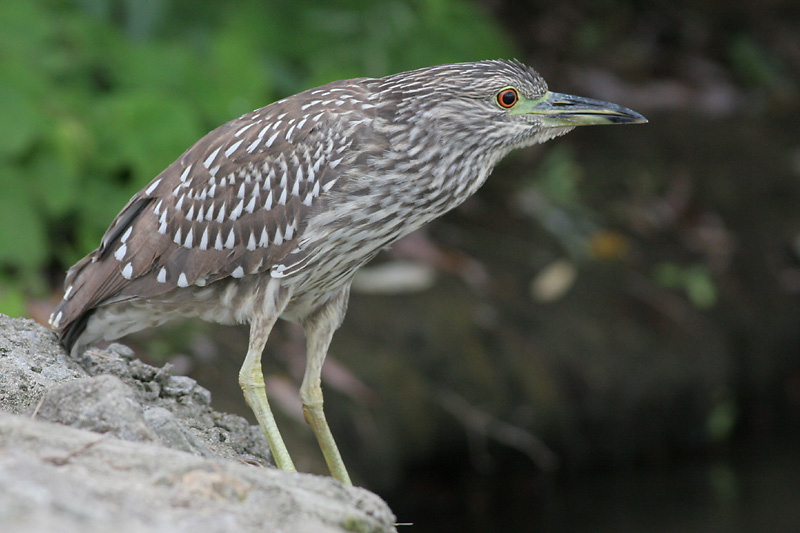 juvenile black-crowned night heron 181