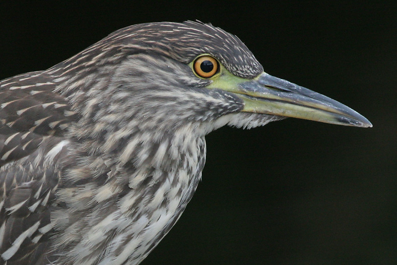 juvenile black-crowned night heron 182