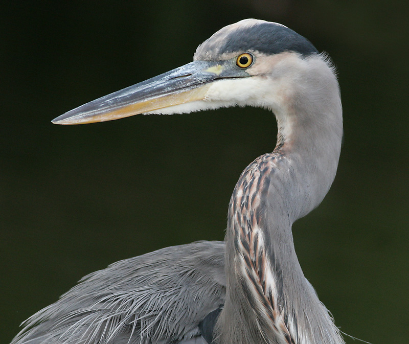 great blue heron 118