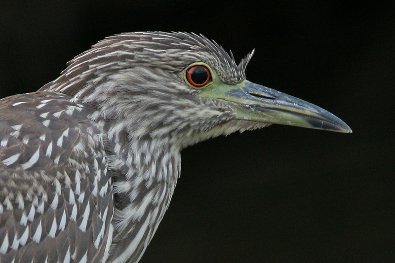 juvenile black-crowned night heron 174