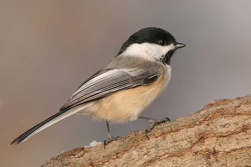 chickadee 390