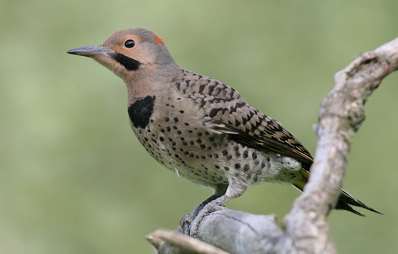 northern flicker 31
