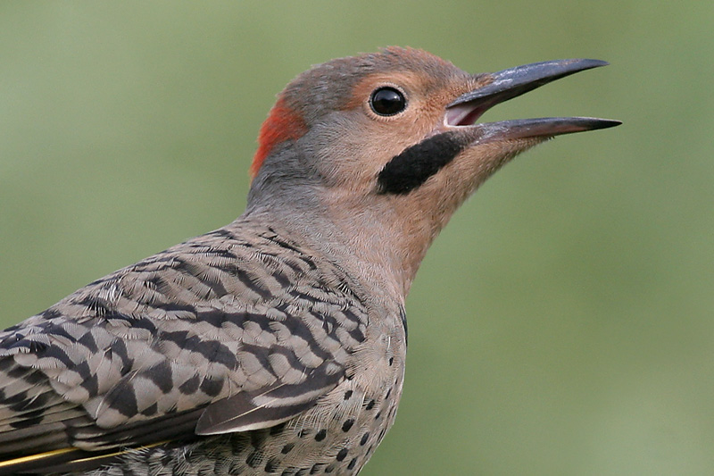 northern flicker 33