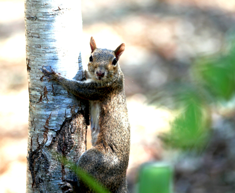 You lookin' at me?