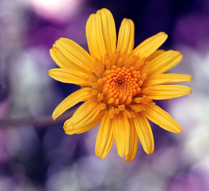 August flower