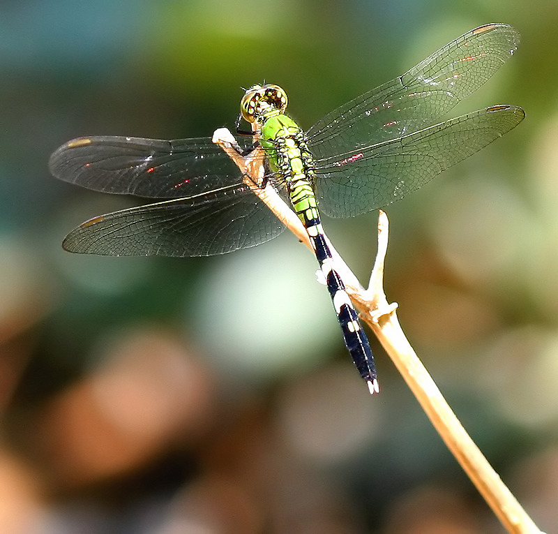 Green Dragon