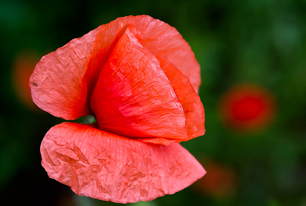 Red Poppy
