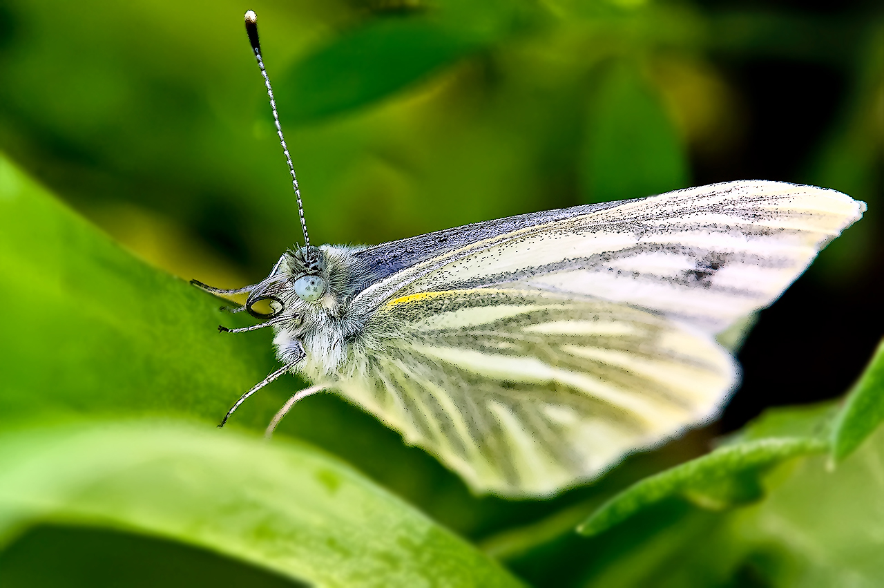 The Green-veined White 