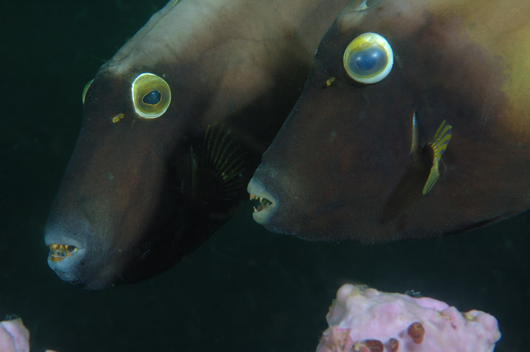 Eubalichthys bucephalus Black Reef Leatherjacket