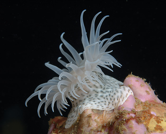 Nemanthus Annamensis Tiger Anemone