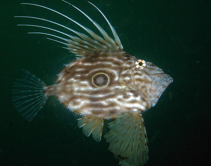 Zeus Faber (Juv) John Dory
