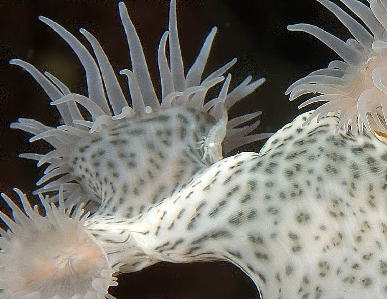 Shrimp on Tiger Anemone