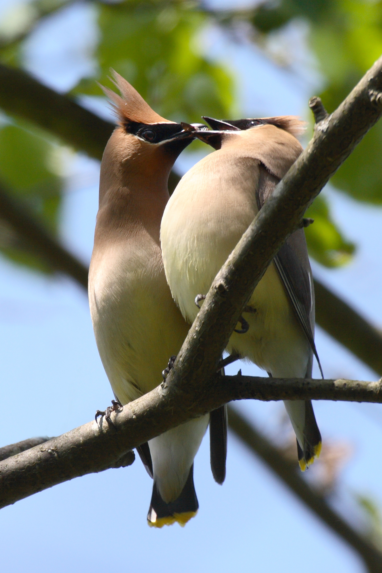 IMG_3991Cedar Waxwing.jpg