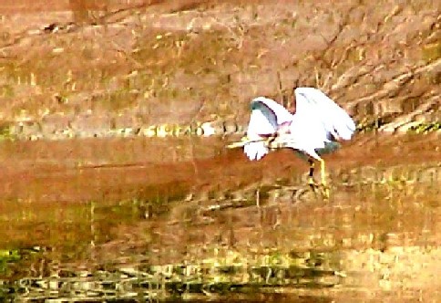 bird in flight.JPG