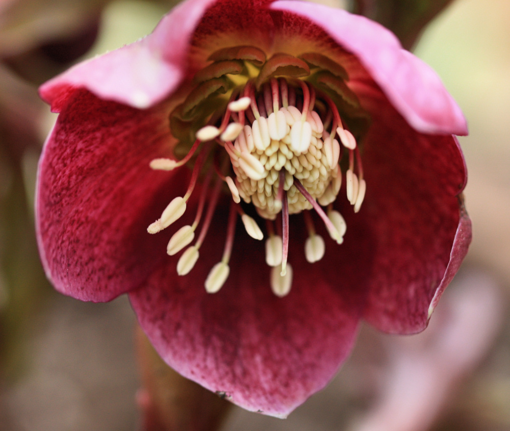 Lenten Rose Macro<BR>March 26, 2009