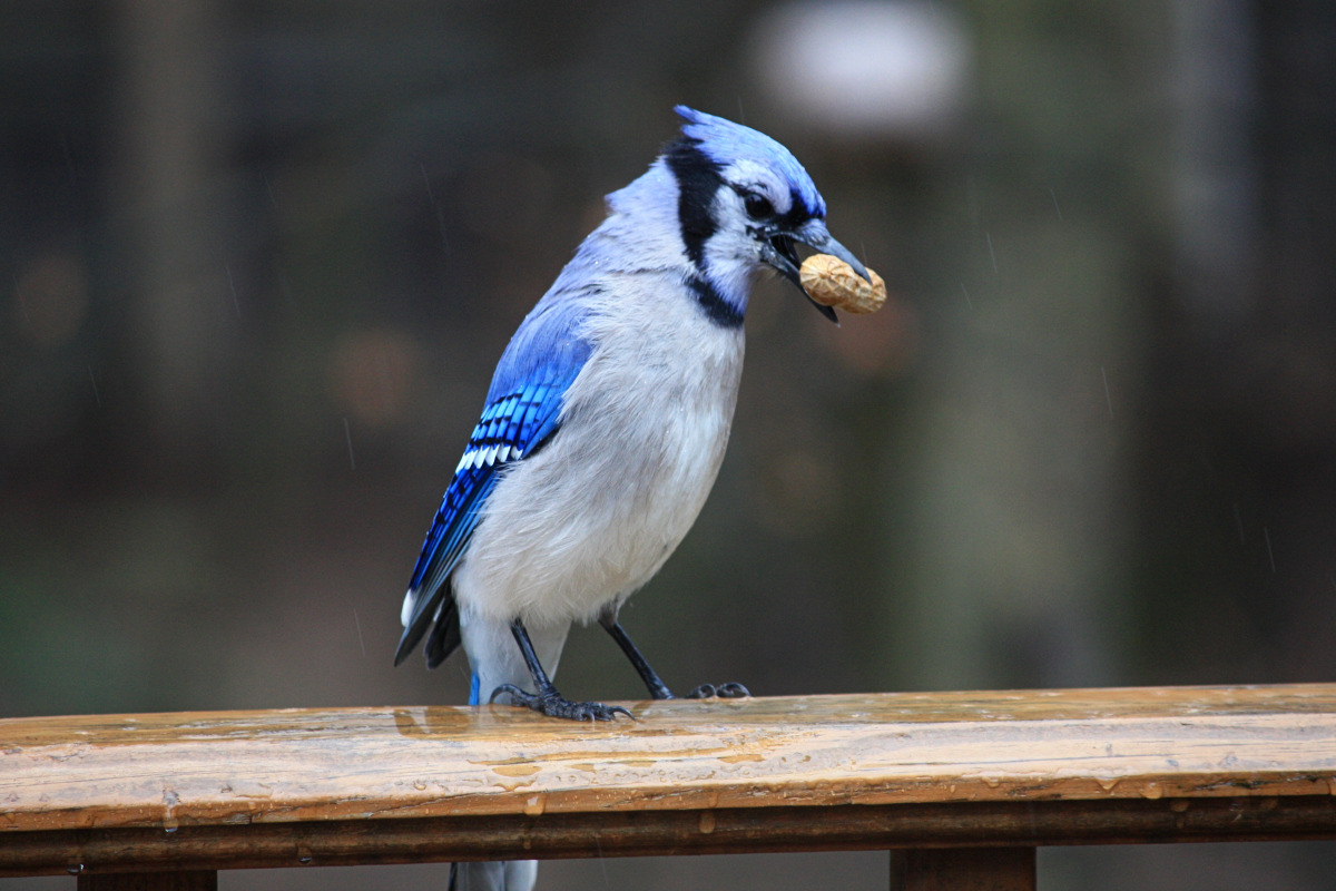 Bluejay<BR>April 6, 2009