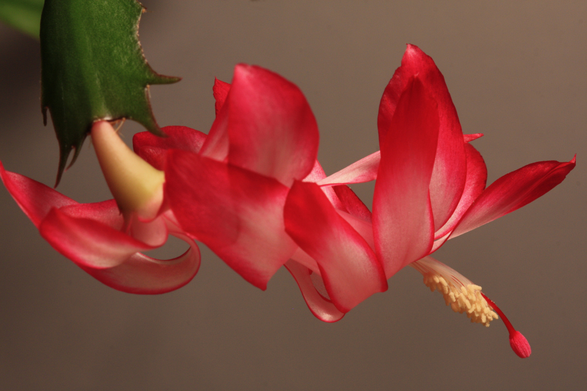 Christmas Cactus Macro<BR>October 30, 2009