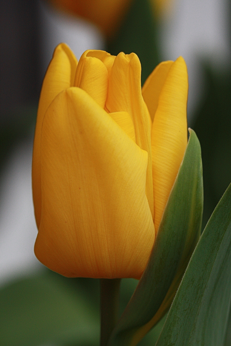 Yellow Tulip Macro<BR>March 22, 2010