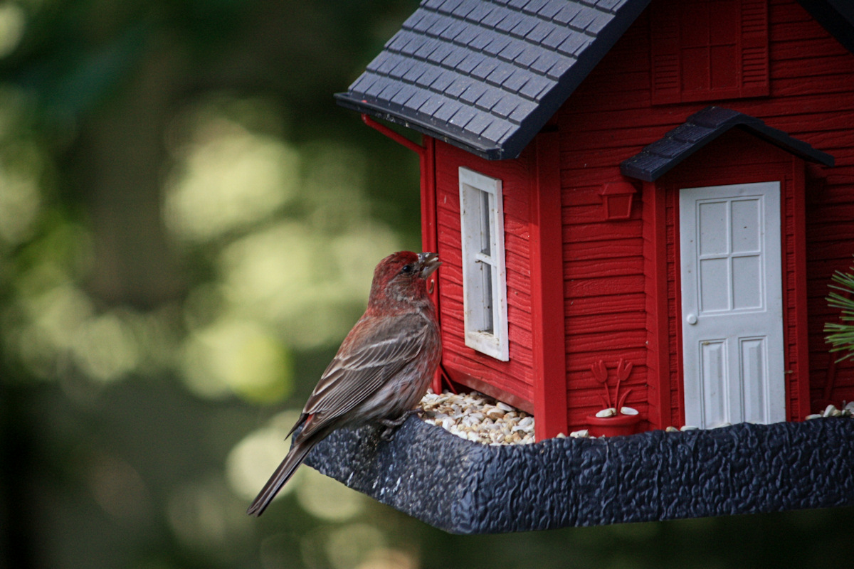 House Finch<BR>June 15, 2010