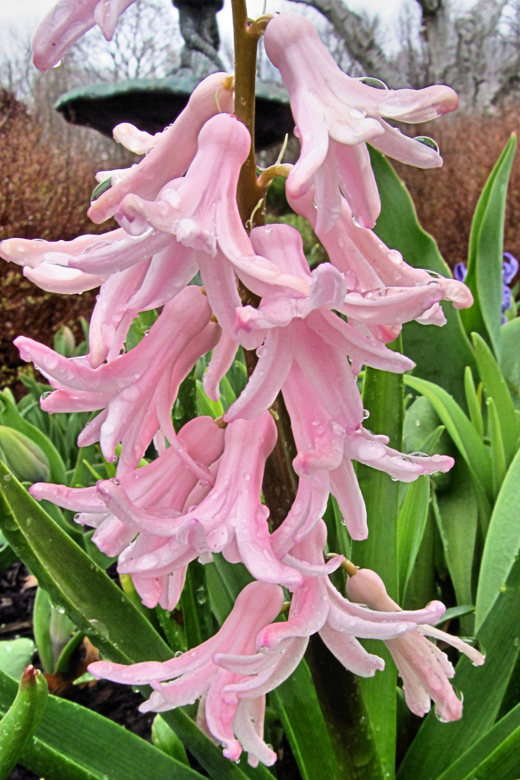 Pink Hyacinth Macro<BR>April 19, 2011