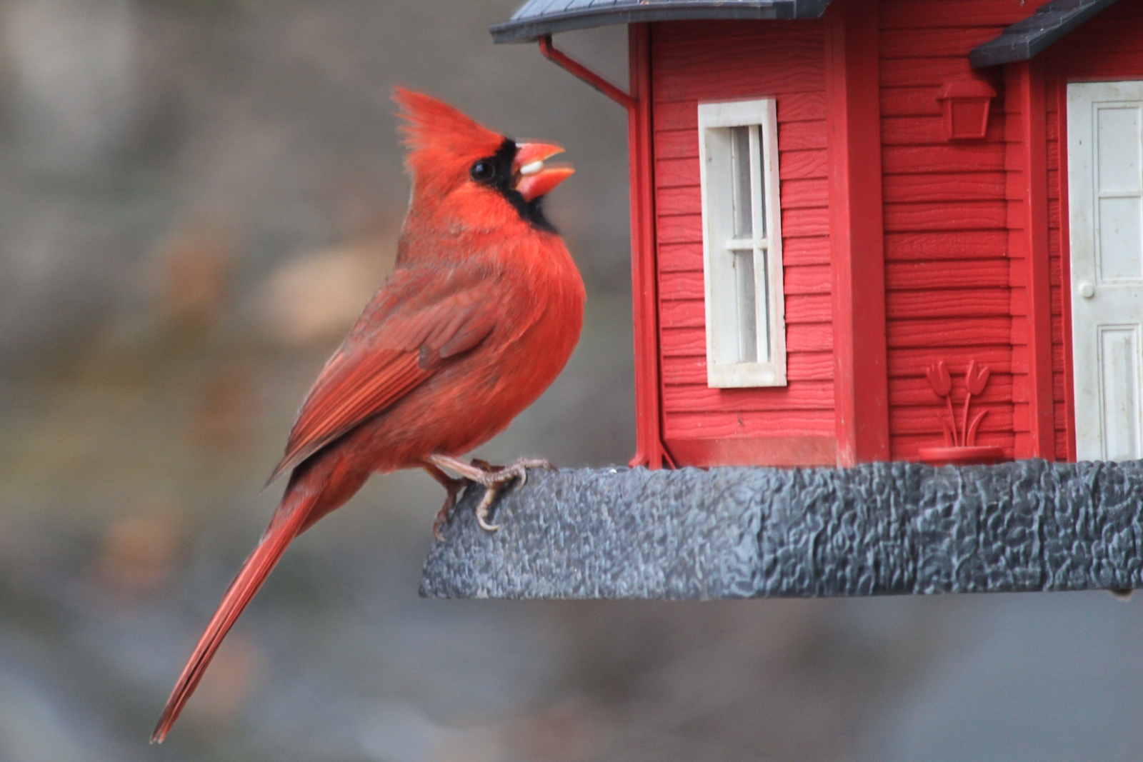 Cardinal on Birdfeeder<BR>November 30, 2012