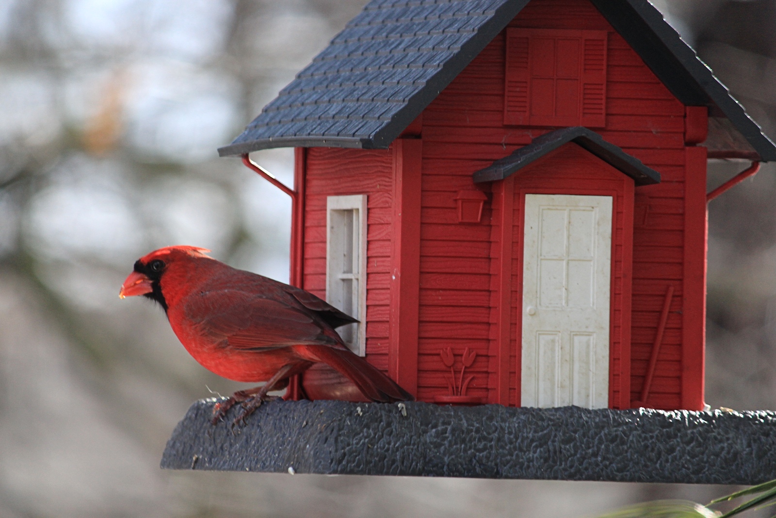 Cardinal<BR>February 28, 2013