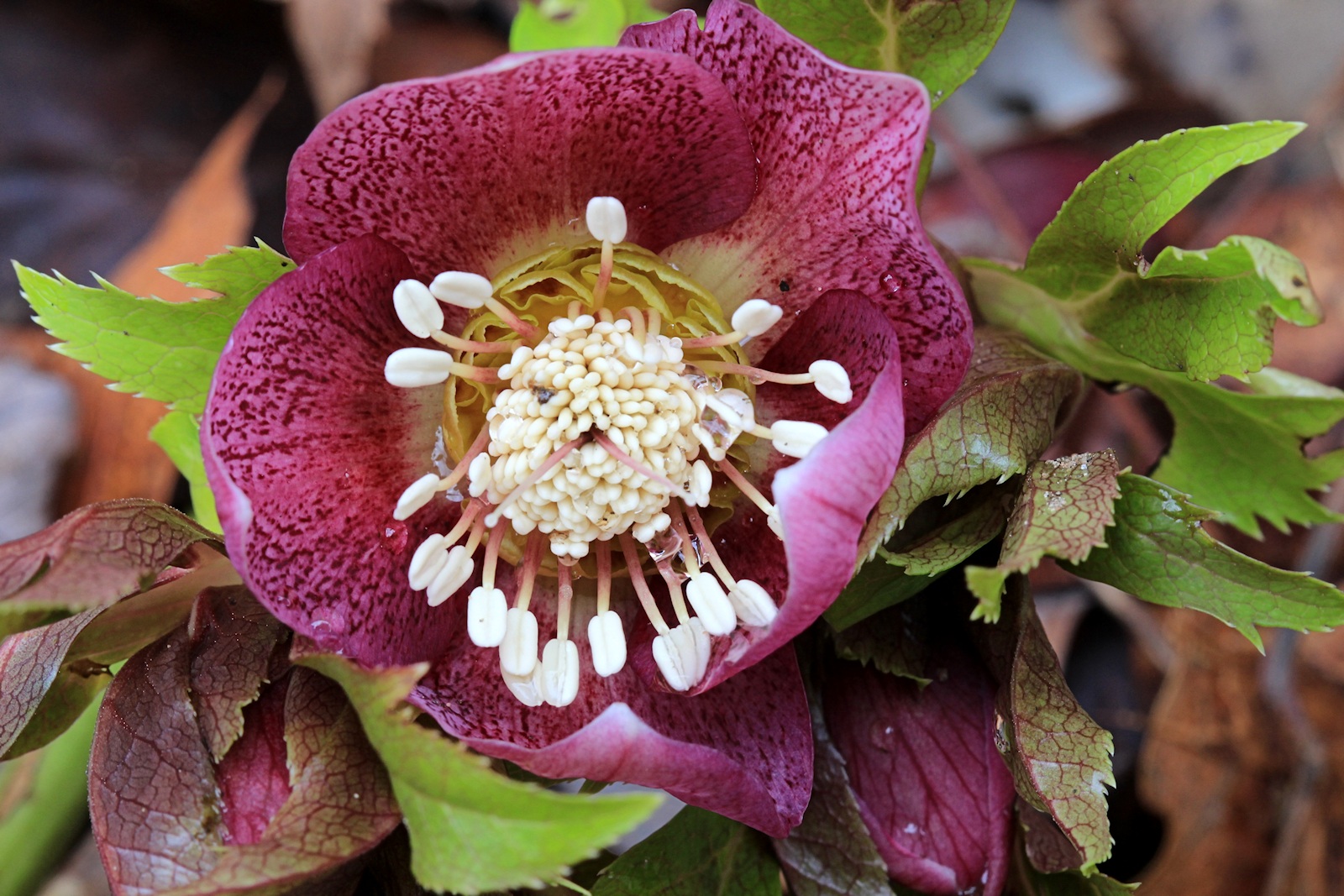 Lenten Rose<BR>March 13, 2013