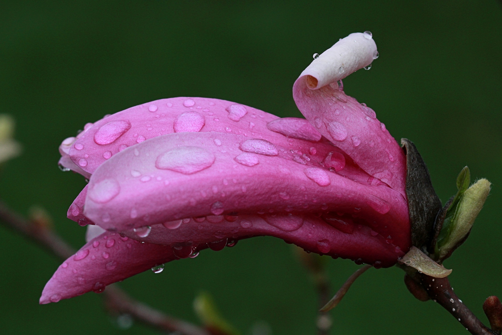 Magnolia Macro<BR>April 29, 2013