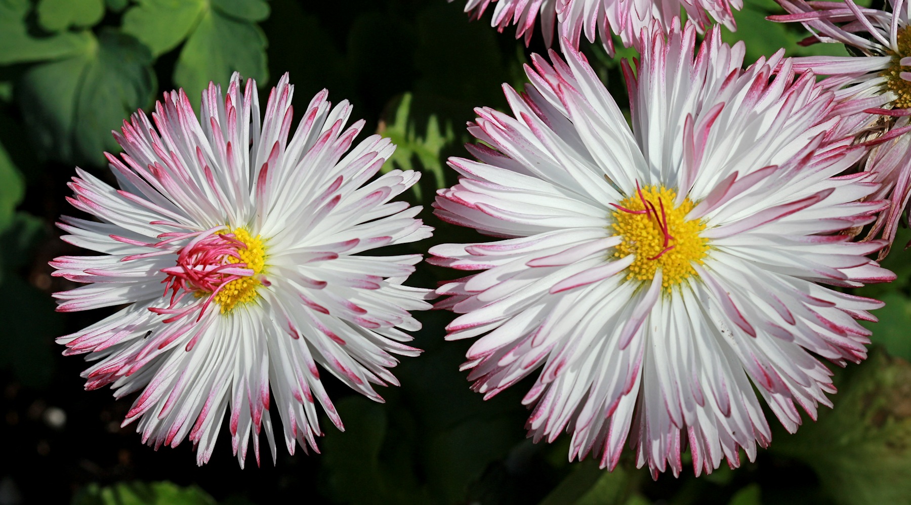 Macro of Flowers<BR>April 30, 2013